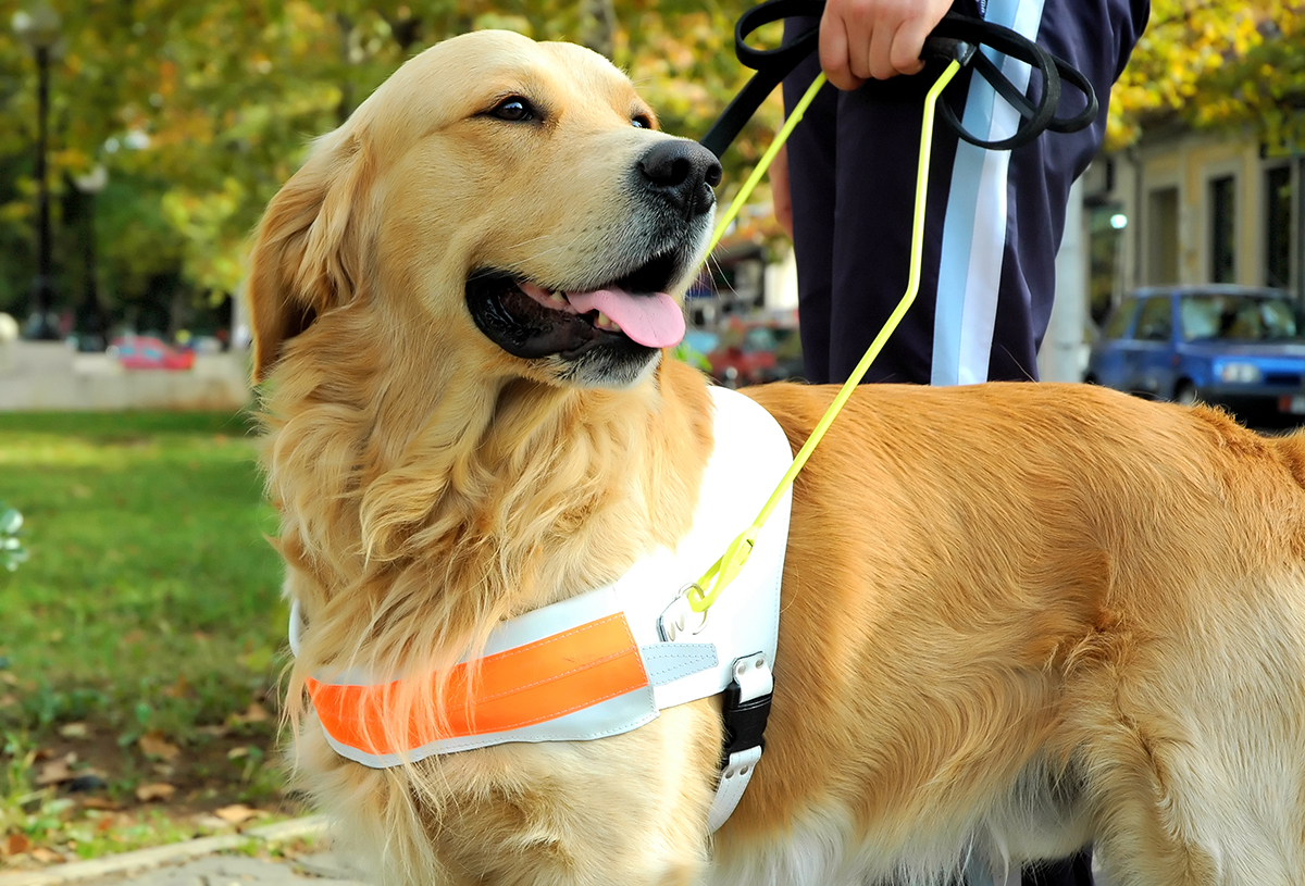 Customer with a guide dog picture